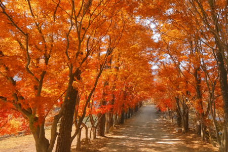 광릉추모공원의 가을