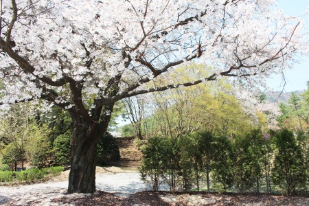 광릉추모공원 벚꽃